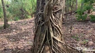 Hot Piss Compilation! Hairy Pissing, Which One Do You Like It More?